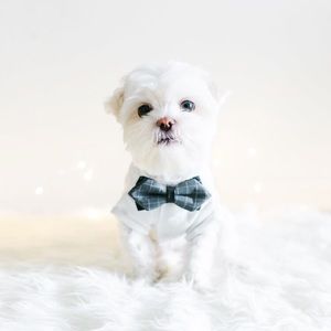 Meet your Posher, Peter